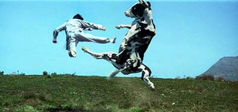 cowkp.jpg